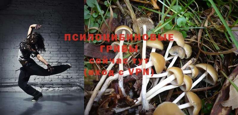 Псилоцибиновые грибы Psilocybine cubensis Весьегонск